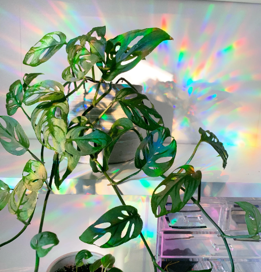 Woodlands Shape Suncatcher Pack