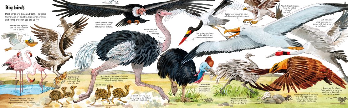 Big Book of Big Animals