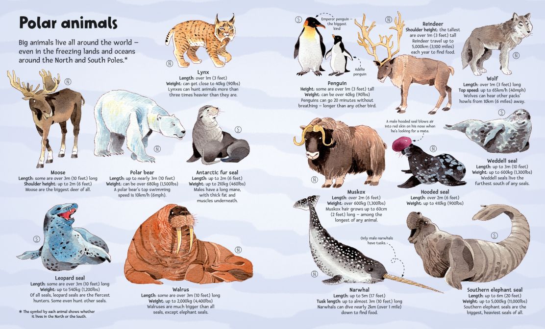 Big Book of Big Animals