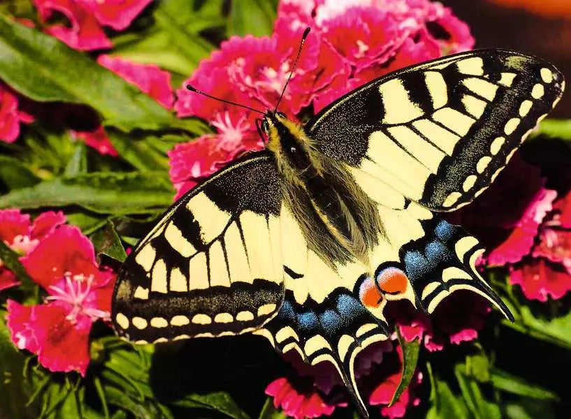 Butterfly- 500 pcs