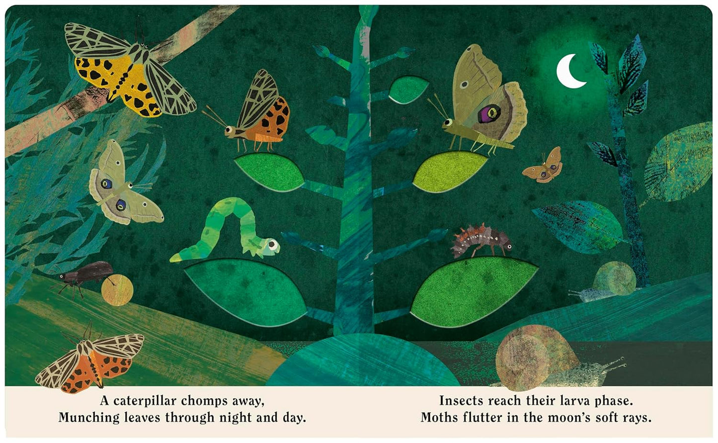 Bugs A Peek-Through Board Book