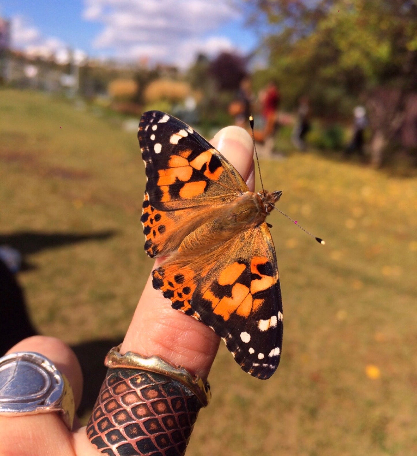 Butterfly Raising Caterpillar Kits - Pre-order today for Spring Pickup