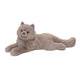 Douglas Toys -  Juliette Persian Cat